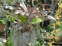 Santiago de Cuba's Fern Garden