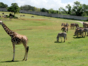 Cuban National Zoo-African prairie-Havana-Cuba