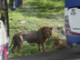 Cuban National Zoo-Lions Pit-Havana-Cuba