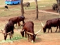 Cuban National Zoo-African prairie-Havana-Cuba