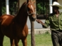 Giros farm, Santiago de Cuba