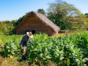 Tobacco Plantation at Viñales Valley