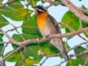 Cabrero -“Birdwatching tour in Viñales”