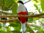 Tocororo -“Birdwatching tour in Viñales”