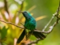 Colibri,  Rocazul biopark, Holguín