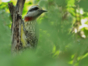 Green Woodpecker, Rocazul biopark, Holguín