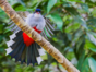 Tocororo, Cuba's national bird, Rocazul biopark, Holguín