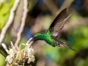 Colibri,  Rocazul biopark, Holguín