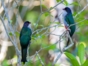 Tocororo, Cuba's national bird, Rocazul biopark, Holguín