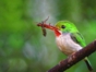 Cartacuba, exotic bird of Cuba, Rocazul biopark, Holguín