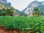 "Transfers from Havana to discover the Valley of Viñales" Tour