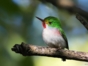 Cartacuba, exotic bird of Cuba