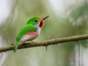 Cartacuba, exotic bird of Cuba