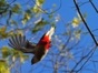 Tocororo, Cuba's national bird