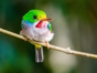 Cartacuba, exotic bird of Cuba