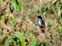 Tocororo, Cuba's national bird