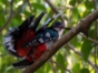 Tocororo, Cuba's national bird
