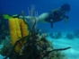Diving in Trinidad Tour