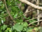 Cartacuba bird, Topes de Collantes Park