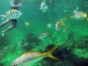 Snorkeling in Playa Maguana, Guantanamo, Cuba