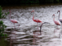 Flamingos in Ecological Reserve, Cayo Coco