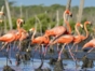 Flamingos in Ecological Reserve, Cayo Coco