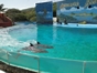 show at Baconao dolphinarium, Santiago de Cuba