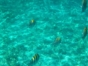 Cayo Media Luna, Jardines del Rey, Cuba