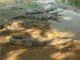 Crocodile farm "Jeep Safari Camagüey" Tour