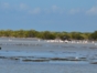 Zapata swamp fauna-Playa Girón-Matanzas-Cuba