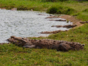 Crocodile Farm, Morón, Ciego de Ávila, Cuba.