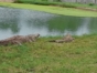 Crocodile Farm, Morón, Ciego de Ávila, Cuba.