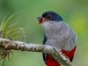 Tocoro-Cuban National Bird-Zapata Swamp-Matanzas-Cuba