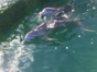 Swimming with dolphins at Bahía de Naranjo dolphinarium