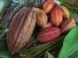 Cacao, Baracoa, Cuba