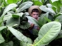 Tobacco plantation-Viñales Valley-Cuba