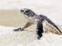 Turtle Nesting and Release Sighting" Tour