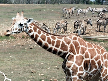 Cuban National Zoo-African prairie-Havana-Cuba