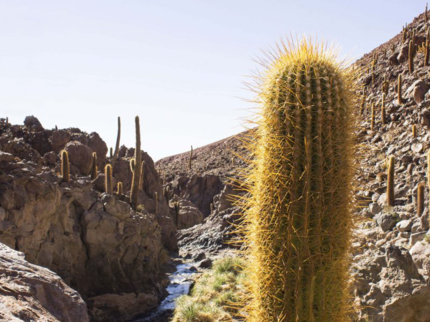 Valley of the Cactus, Antofagasta region, Chile.