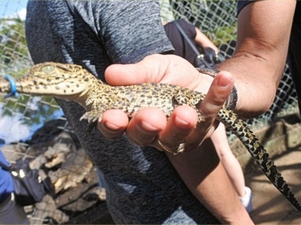 Guama’s crocodile breeding farm, Guamá tourist park