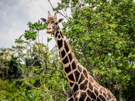 National Zoo, Havana City