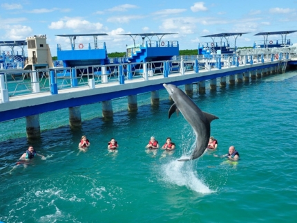 “SWIMMING WITH DOLPHINS IN CAYO SANTA MARÍA“ Tour