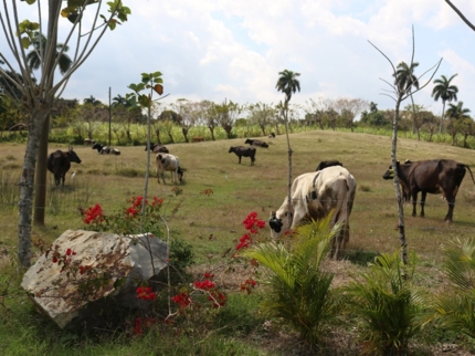 Vista Hermosa Farm-Havana-Cuba