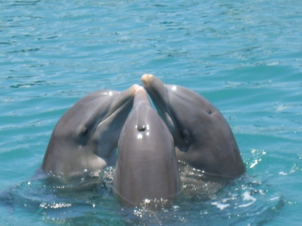 Bahía de Naranjo dolphinarium, Holguín