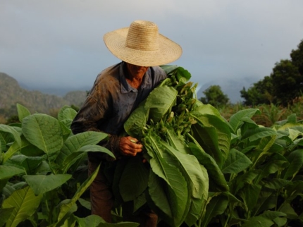 Tobacco collection-Viñales-Pinar del Río