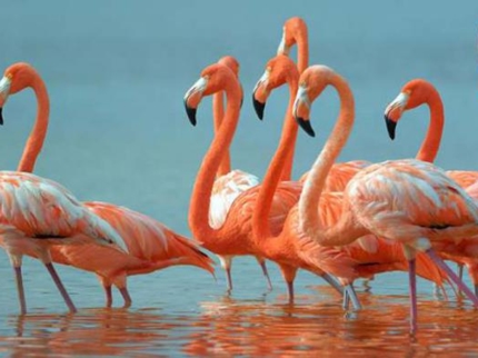 Flamingos  in Las salinas- "Hiking and Bird Watching"