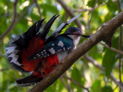 Tocororo, Cuba's national bird