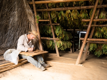 Excursión “EL MUNDO DEL TABACO”