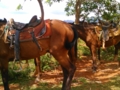 “Horseback Riding Through the Valle del Palmarito” Tour