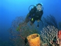 Scuba diving tour in Cayo Santa María